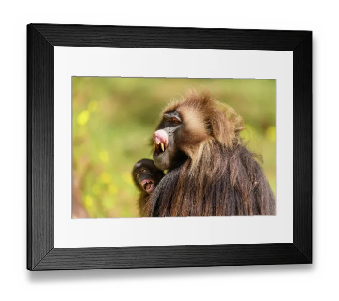 Framed Print : Gelada baboon (Theropithecus gelada) male holding infant, baring teeth in subordinate gesture, Guassa Community Conservation Area, Ethiopia Framed Print : Gelada baboon (Theropithecus gelada) male holding infant, baring teeth in subordinate gesture, Guassa Community Conservation Area, Ethiopia