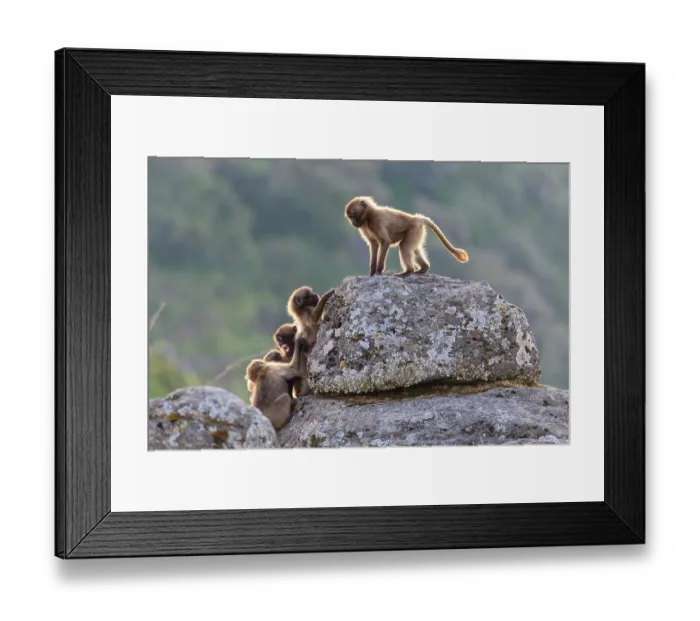 Framed Print : Group of Gelada baboon (Theropithecus gelada) juveniles playing on a rock, Simien Mountains, Ethiopia Framed Print : Group of Gelada baboon (Theropithecus gelada) juveniles playing on a rock, Simien Mountains, Ethiopia