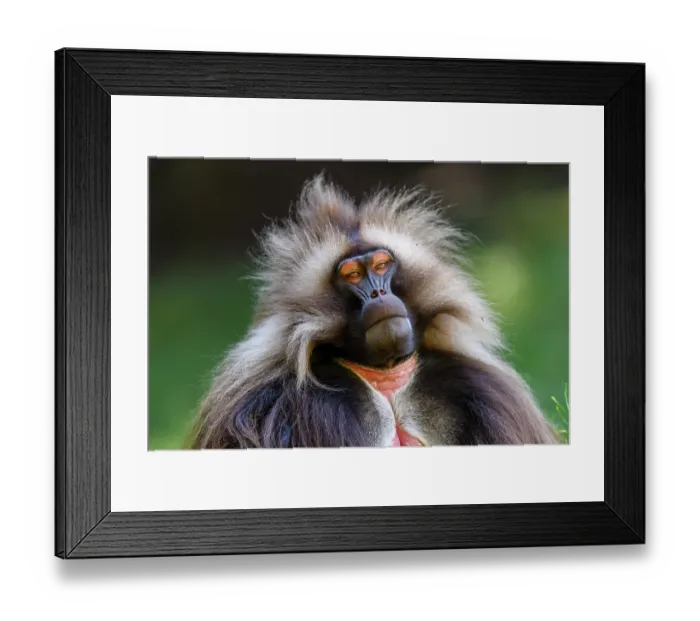 Framed Print : Gelada baboon (Theropithecus gelada) male, head portrait, Guassa Community Conservation Area, Ethiopia Framed Print : Gelada baboon (Theropithecus gelada) male, head portrait, Guassa Community Conservation Area, Ethiopia