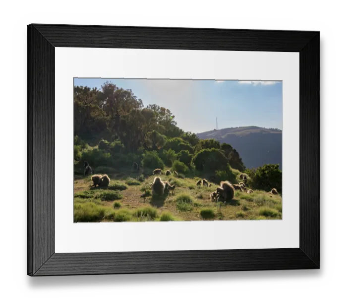 Framed Print : Gelada baboon (Theropithecus gelada) troop allogrooming on mountain grassland, Simien Mountains, Ethiopia Framed Print : Gelada baboon (Theropithecus gelada) troop allogrooming on mountain grassland, Simien Mountains, Ethiopia