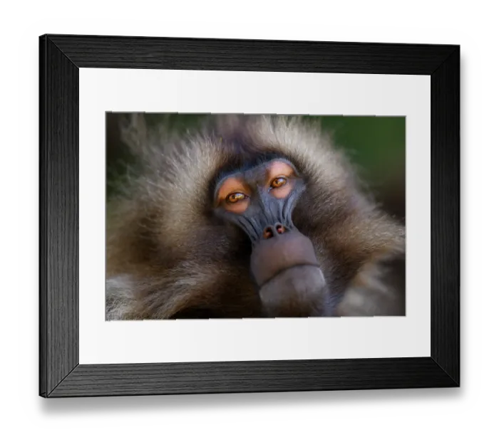 Framed Print : Gelada baboon (Theropithecus gelada) male, head portrait, Guassa Community Conservation Area, Ethiopia Framed Print : Gelada baboon (Theropithecus gelada) male, head portrait, Guassa Community Conservation Area, Ethiopia