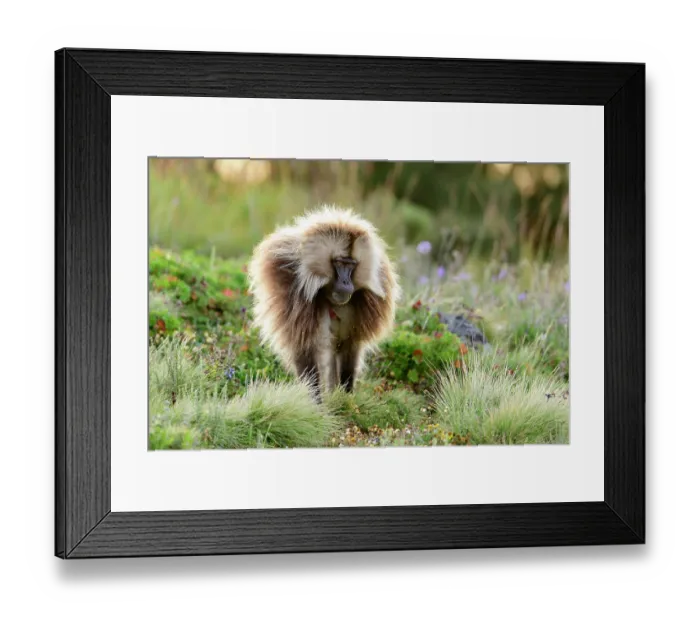 Framed Print : Gelada baboon (Theropithecus gelada) male walking through mountain grassland, Simien Mountains, Ethiopia Framed Print : Gelada baboon (Theropithecus gelada) male walking through mountain grassland, Simien Mountains, Ethiopia