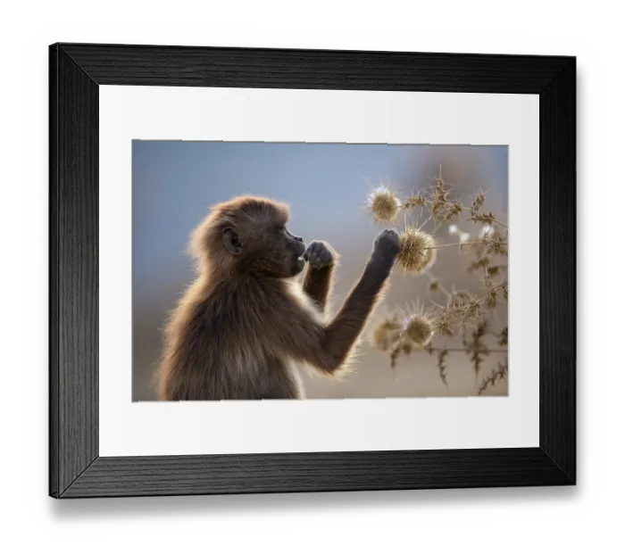 Framed Print : Gelada baboon (Theropithecus gelada) juvenile, feeding on seed heads, Simien Mountains National Park, Ethiopia Framed Print : Gelada baboon (Theropithecus gelada) juvenile, feeding on seed heads, Simien Mountains National Park, Ethiopia