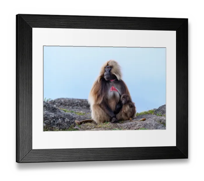 Framed Print : Gelada baboon (Theropithecus gelada) male with infant sitting on cliff top, Simien Mountains, Ethiopia Framed Print : Gelada baboon (Theropithecus gelada) male with infant sitting on cliff top, Simien Mountains, Ethiopia