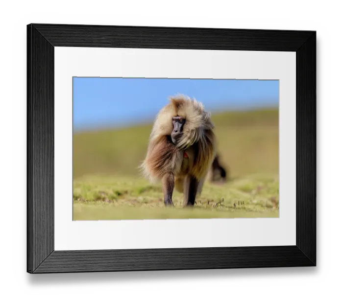 Framed Print : Gelada baboon (Theropithecus gelada) male, walking across the mountain plateau, Simien Mountains, Ethiopia Framed Print : Gelada baboon (Theropithecus gelada) male, walking across the mountain plateau, Simien Mountains, Ethiopia