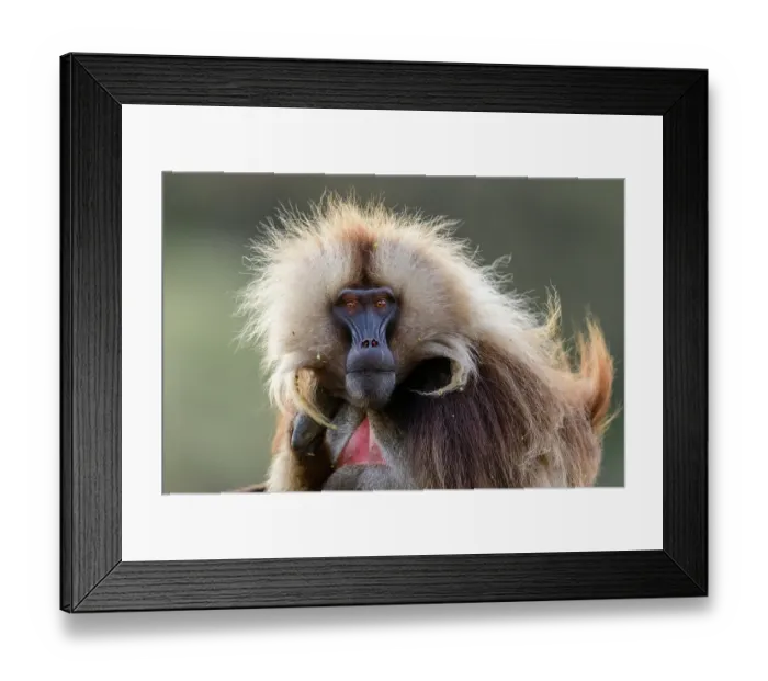 Framed Print : Gelada baboon (Theropithecus gelada) male, portrait, Simien Mountains, Ethiopia Framed Print : Gelada baboon (Theropithecus gelada) male, portrait, Simien Mountains, Ethiopia