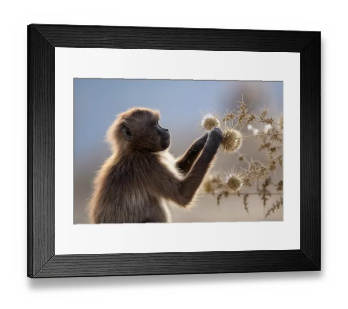 Framed Print : Gelada baboon (Theropithecus gelada) juvenile, feeding on seed heads, Simien Mountains National Park, Ethiopia Framed Print : Gelada baboon (Theropithecus gelada) juvenile, feeding on seed heads, Simien Mountains National Park, Ethiopia