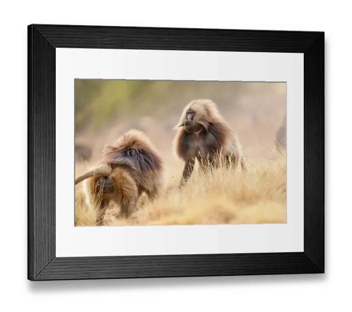 Framed Print : Two Gelada baboons (Theropithecus gelada) males facing off in a dispute, Simien Mountains National Park, Ethiopia Framed Print : Two Gelada baboons (Theropithecus gelada) males facing off in a dispute, Simien Mountains National Park, Ethiopia