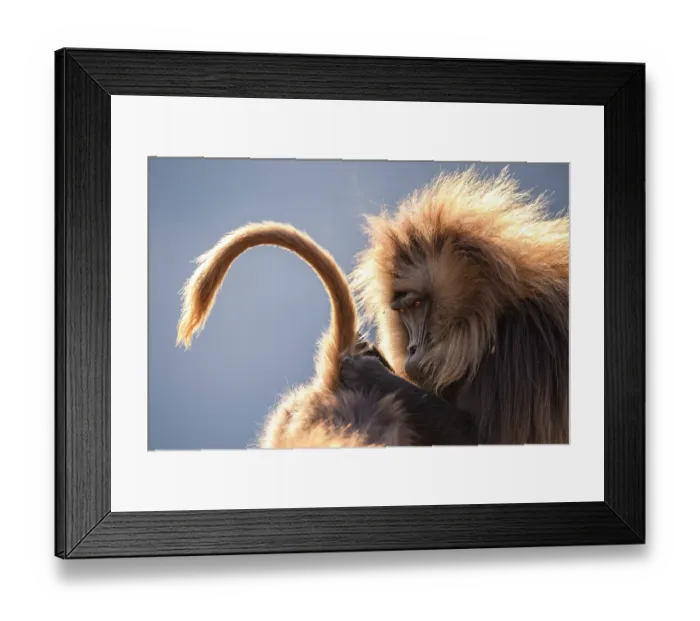 Framed Print : Two Gelada baboons (Theropithecus gelada) male grooming a female's tail, Simien Mountains National Park, Ethiopia Framed Print : Two Gelada baboons (Theropithecus gelada) male grooming a female's tail, Simien Mountains National Park, Ethiopia