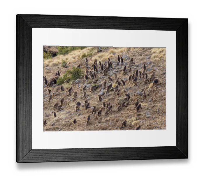 Framed Print : Gelada baboons (Theropithecus gelada) troop walking across grassland, Simien Mountains National Park, Ethiopia Framed Print : Gelada baboons (Theropithecus gelada) troop walking across grassland, Simien Mountains National Park, Ethiopia