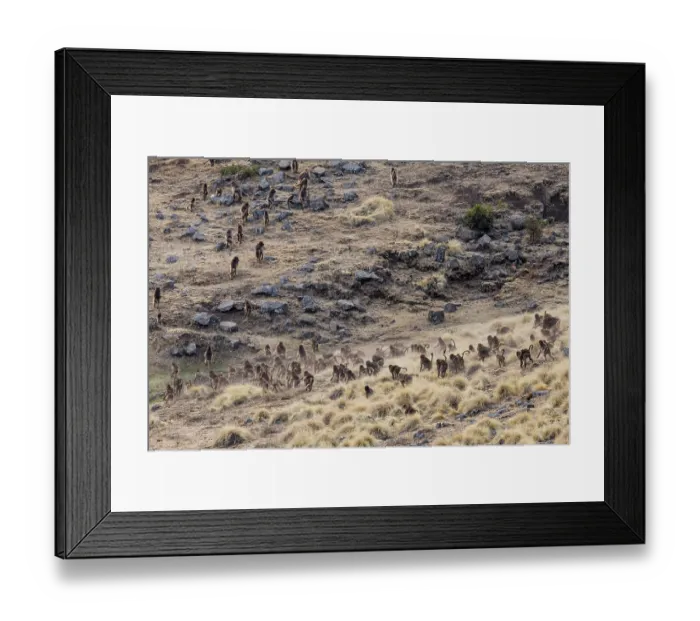 Framed Print : Gelada baboons (Theropithecus gelada) troop walking across grassland, Simien Mountains National Park, Ethiopia Framed Print : Gelada baboons (Theropithecus gelada) troop walking across grassland, Simien Mountains National Park, Ethiopia
