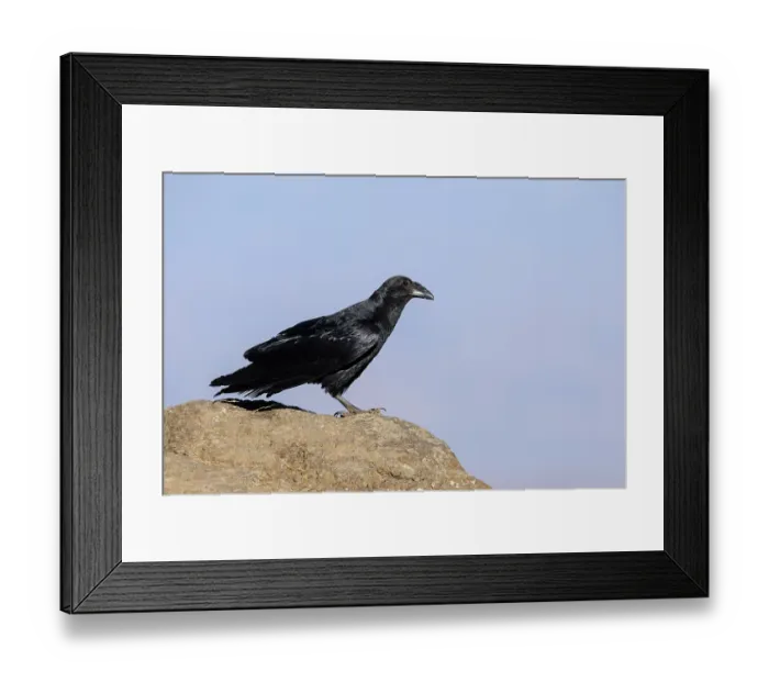 Framed Print : Fan-tailed raven (Corvus rhipidurus) perched on a rock, Simien Mountains National Park, Ethiopia Framed Print : Fan-tailed raven (Corvus rhipidurus) perched on a rock, Simien Mountains National Park, Ethiopia