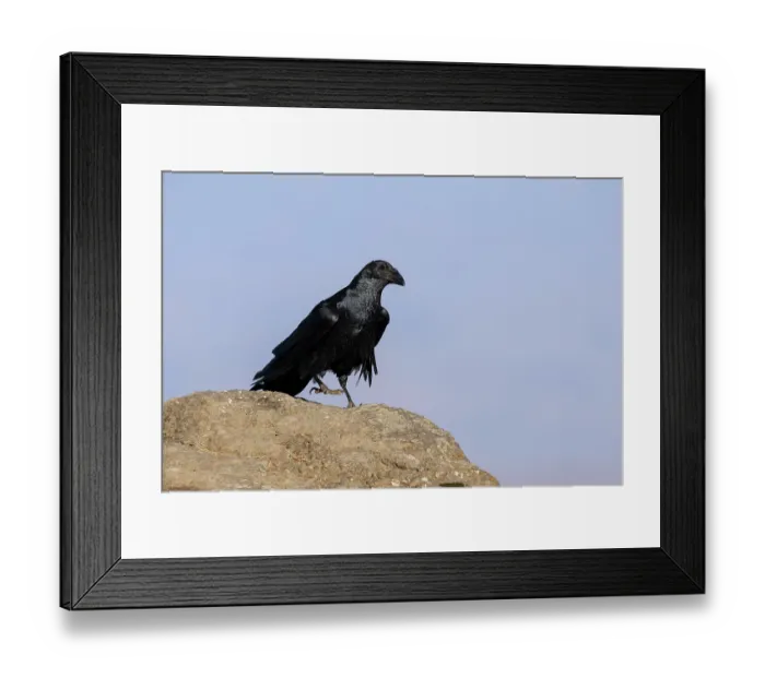 Framed Print : Fan-tailed raven (Corvus rhipidurus) perched on a rock, Simien Mountains National Park, Ethiopia Framed Print : Fan-tailed raven (Corvus rhipidurus) perched on a rock, Simien Mountains National Park, Ethiopia