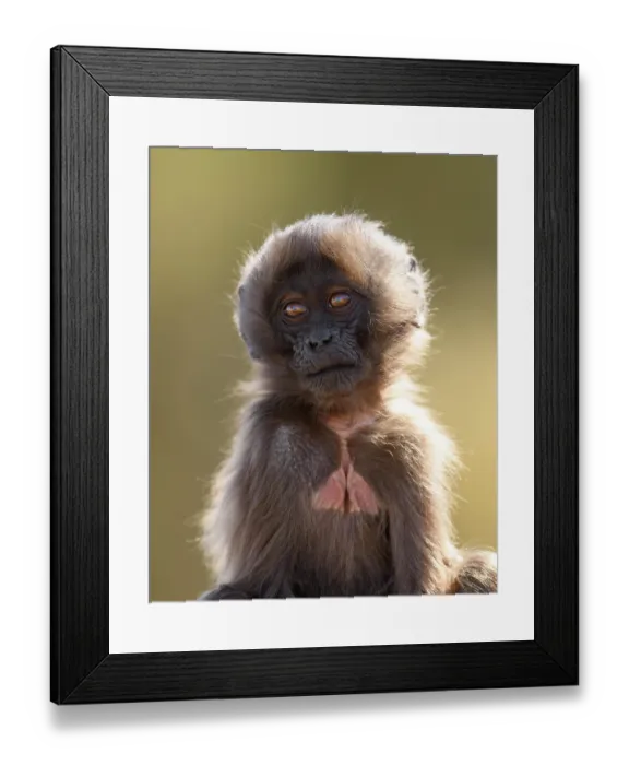 Framed Print : Gelada baboon (Theropithecus gelada) infant, portrait, Simien Mountains National Park, Ethiopia Framed Print : Gelada baboon (Theropithecus gelada) infant, portrait, Simien Mountains National Park, Ethiopia