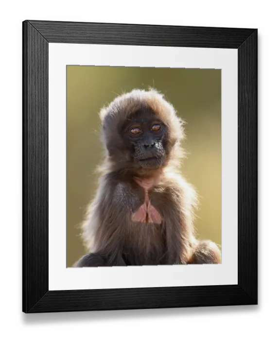 Framed Print : Gelada baboon (Theropithecus gelada) infant, portrait, Simien Mountains National Park, Ethiopia Framed Print : Gelada baboon (Theropithecus gelada) infant, portrait, Simien Mountains National Park, Ethiopia