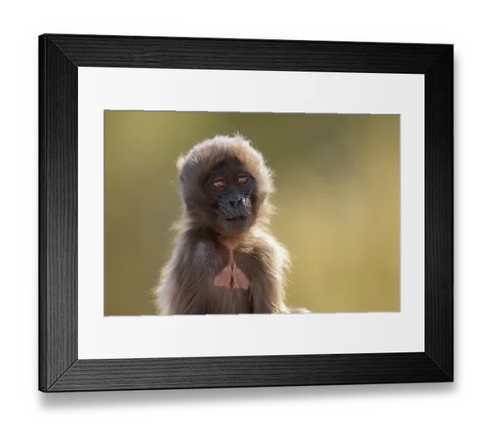 Framed Print : Gelada baboon (Theropithecus gelada) infant, portrait, Simien Mountains National Park, Ethiopia