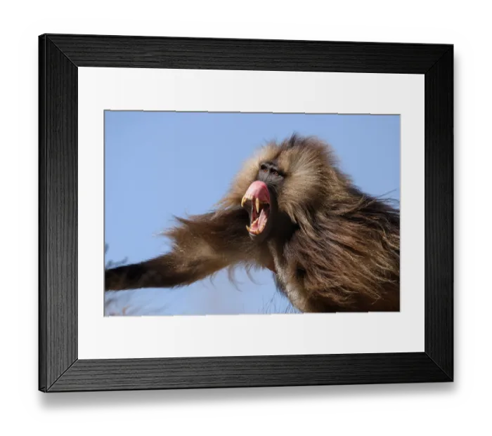 Framed Print : Gelada baboon (Theropithecus gelada) male, baring its teeth in subordinate gesture, Simien Mountains National Park, Ethiopia Framed Print : Gelada baboon (Theropithecus gelada) male, baring its teeth in subordinate gesture, Simien Mountains National Park, Ethiopia