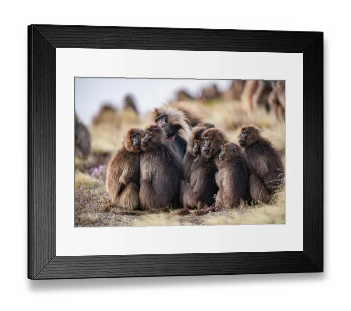 Framed Print : Gelada baboons (Theropithecus gelada) family group huddling together at dusk, Simien Mountains National Park, Ethiopia Framed Print : Gelada baboons (Theropithecus gelada) family group huddling together at dusk, Simien Mountains National Park, Ethiopia