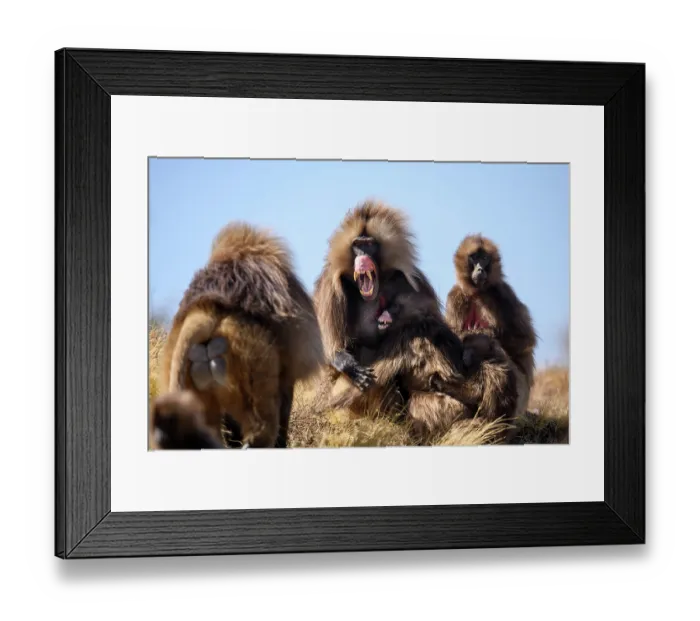 Framed Print : Gelada baboon (Theropithecus gelada) male, baring its teeth in subordinate gesture to approaching dominant male, Simien Mountains National Park, Ethiopia Framed Print : Gelada baboon (Theropithecus gelada) male, baring its teeth in subordinate gesture to approaching dominant male, Simien Mountains National Park, Ethiopia