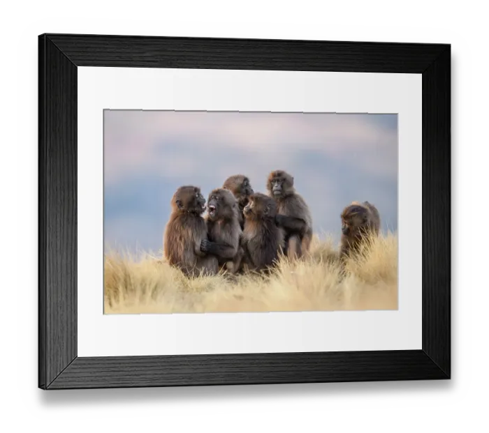 Framed Print : Group of Gelada baboon (Theropithecus gelada) juveniles playing in grassland, Simien Mountains National Park, Ethiopia Framed Print : Group of Gelada baboon (Theropithecus gelada) juveniles playing in grassland, Simien Mountains National Park, Ethiopia