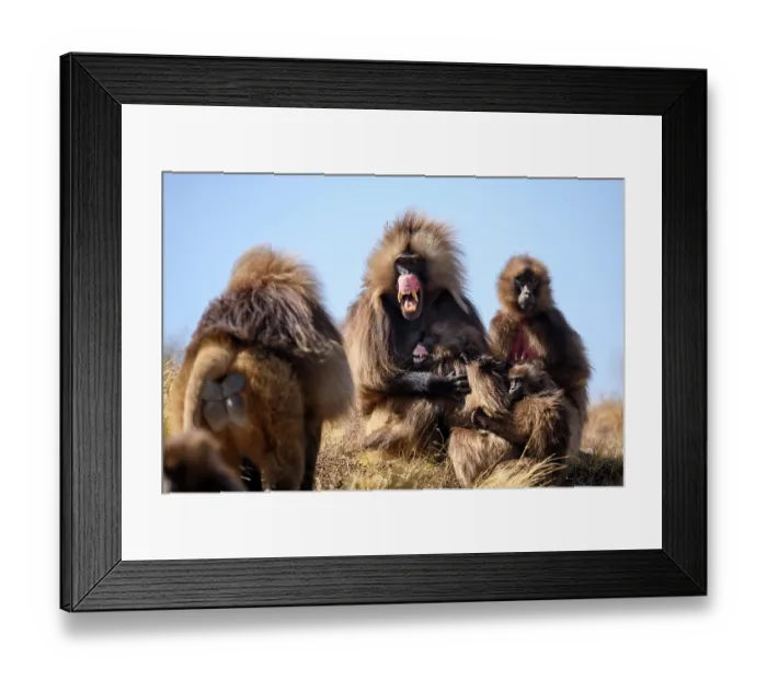 Framed Print : Gelada baboon (Theropithecus gelada) male, baring its teeth in subordinate gesture to approaching dominant male, Simien Mountains National Park, Ethiopia Framed Print : Gelada baboon (Theropithecus gelada) male, baring its teeth in subordinate gesture to approaching dominant male, Simien Mountains National Park, Ethiopia