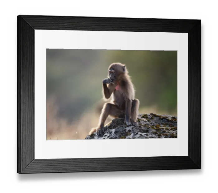 Framed Print : Gelada baboon (Theropithecus gelada) juvenile playing on a rock, Simien Mountains National Park, Ethiopia Framed Print : Gelada baboon (Theropithecus gelada) juvenile playing on a rock, Simien Mountains National Park, Ethiopia