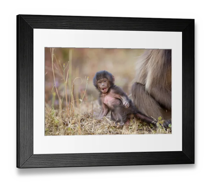 Framed Print : Gelada baboon (Theropithecus gelada) infant sitting next to its mother, Simien Mountains National Park, Ethiopia Framed Print : Gelada baboon (Theropithecus gelada) infant sitting next to its mother, Simien Mountains National Park, Ethiopia