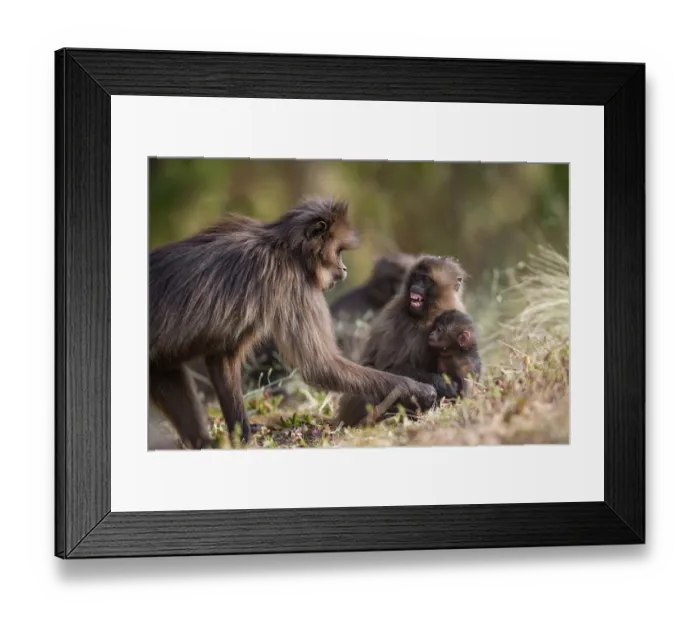 Framed Print : Gelada baboon (Theropithecus gelada) female retrieving its infant from a juvenile that had temporarily kidnapped it, Simien Mountains National Park, Ethiopia Framed Print : Gelada baboon (Theropithecus gelada) female retrieving its infant from a juvenile that had temporarily kidnapped it, Simien Mountains National Park, Ethiopia