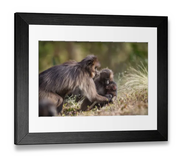 Framed Print : Gelada baboon (Theropithecus gelada) female retrieving its infant from a juvenile that had temporarily kidnapped it, Simien Mountains National Park, Ethiopia Framed Print : Gelada baboon (Theropithecus gelada) female retrieving its infant from a juvenile that had temporarily kidnapped it, Simien Mountains National Park, Ethiopia