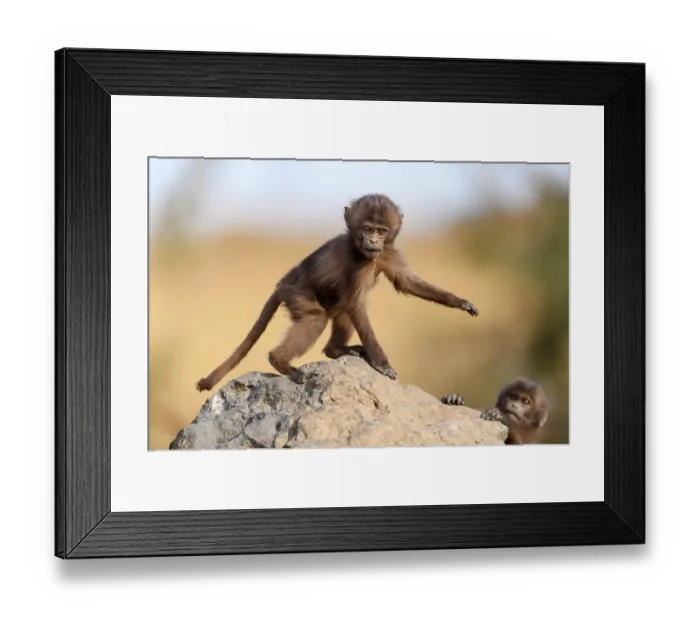 Framed Print : Two Gelada baboon (Theropithecus gelada) infants playing on a rock, Simien Mountains, Ethiopia Framed Print : Two Gelada baboon (Theropithecus gelada) infants playing on a rock, Simien Mountains, Ethiopia
