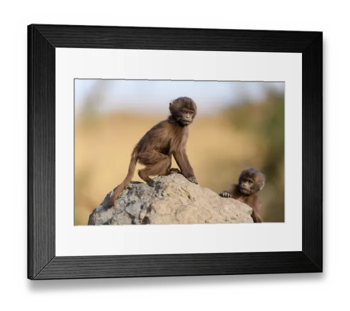 Framed Print : Two Gelada baboon (Theropithecus gelada) infants playing on a rock, Simien Mountains, Ethiopia Framed Print : Two Gelada baboon (Theropithecus gelada) infants playing on a rock, Simien Mountains, Ethiopia