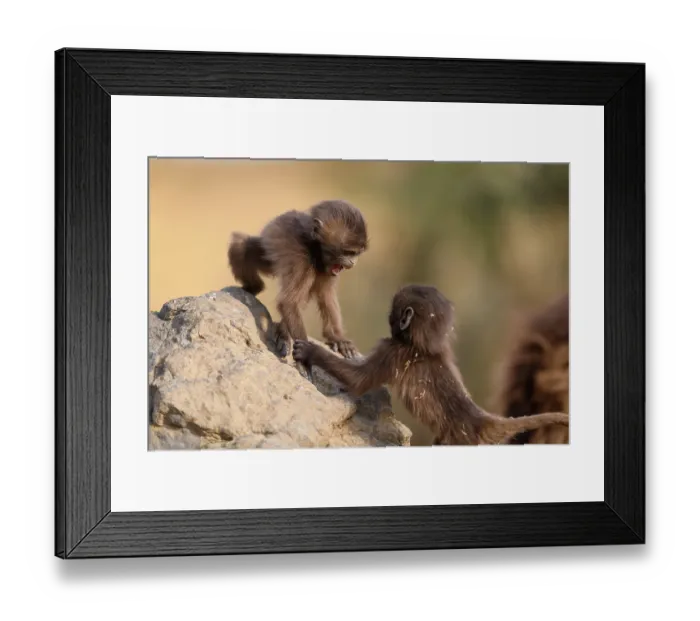 Framed Print : Two Gelada baboon (Theropithecus gelada) infants playing on a rock, Simien Mountains, Ethiopia Framed Print : Two Gelada baboon (Theropithecus gelada) infants playing on a rock, Simien Mountains, Ethiopia