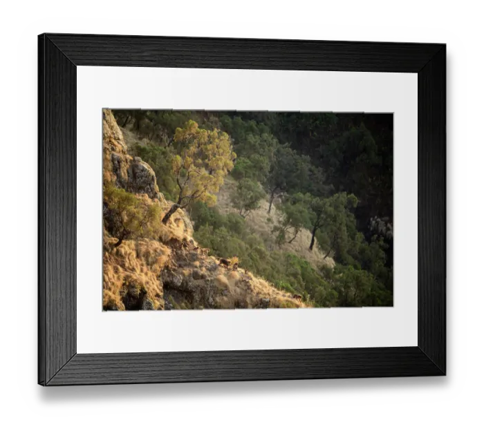 Framed Print : Gelada baboons (Theropithecus gelada) family group moving down the mountainside towards their sleeping cliffs at dusk, Simien Mountains National Park, Ethiopia Framed Print : Gelada baboons (Theropithecus gelada) family group moving down the mountainside towards their sleeping cliffs at dusk, Simien Mountains National Park, Ethiopia