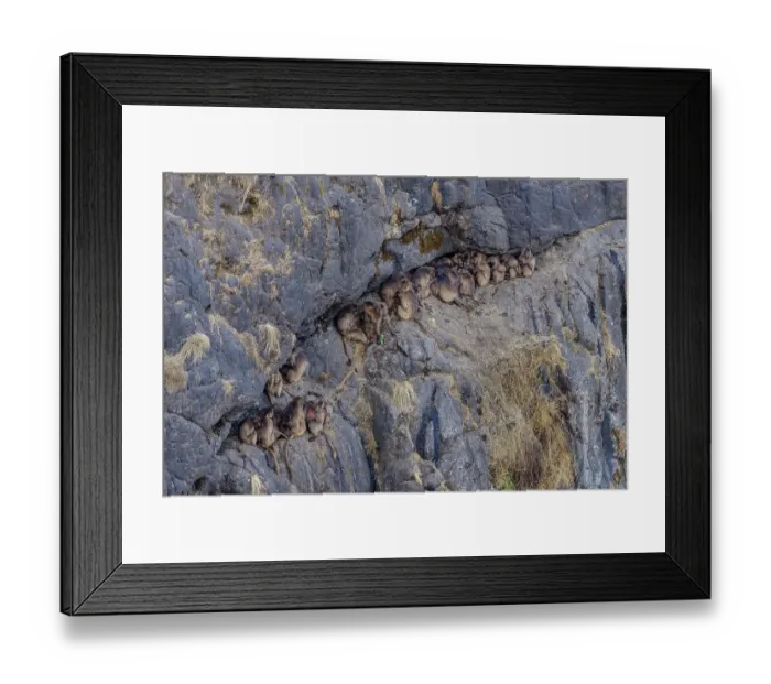 Framed Print : Gelada baboon (Theropithecus gelada) troop allogrooming, resting on rocky ledge on cliff face, Simien Mountains National Park, Ethiopia Framed Print : Gelada baboon (Theropithecus gelada) troop allogrooming, resting on rocky ledge on cliff face, Simien Mountains National Park, Ethiopia