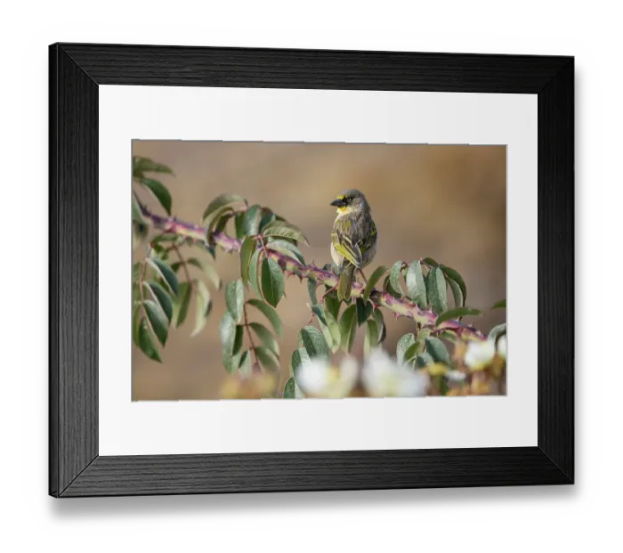 Framed Print : Baglafecht weaver (Ploceus baglafecht) perched on branch, Simien Mountains National Park, Ethiopia Framed Print : Baglafecht weaver (Ploceus baglafecht) perched on branch, Simien Mountains National Park, Ethiopia