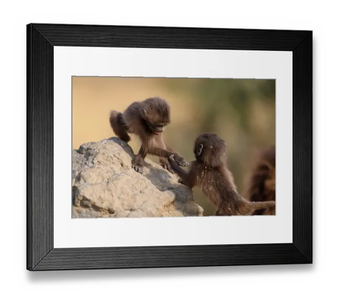 Framed Print : Two Gelada baboon (Theropithecus gelada) infants playing on a rock, Simien Mountains, Ethiopia Framed Print : Two Gelada baboon (Theropithecus gelada) infants playing on a rock, Simien Mountains, Ethiopia