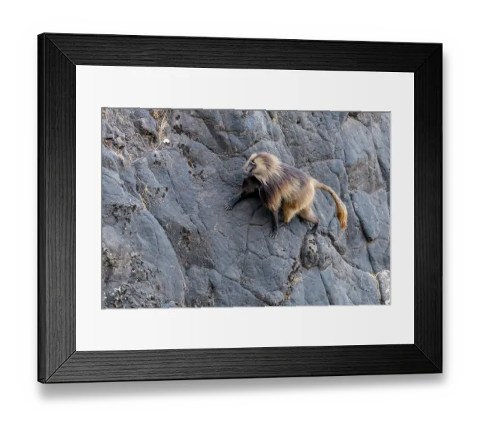 Framed Print : Gelada baboon (Theropithecus gelada) male, climbing up cliff face, Simien Mountains National Park, Ethiopia Framed Print : Gelada baboon (Theropithecus gelada) male, climbing up cliff face, Simien Mountains National Park, Ethiopia