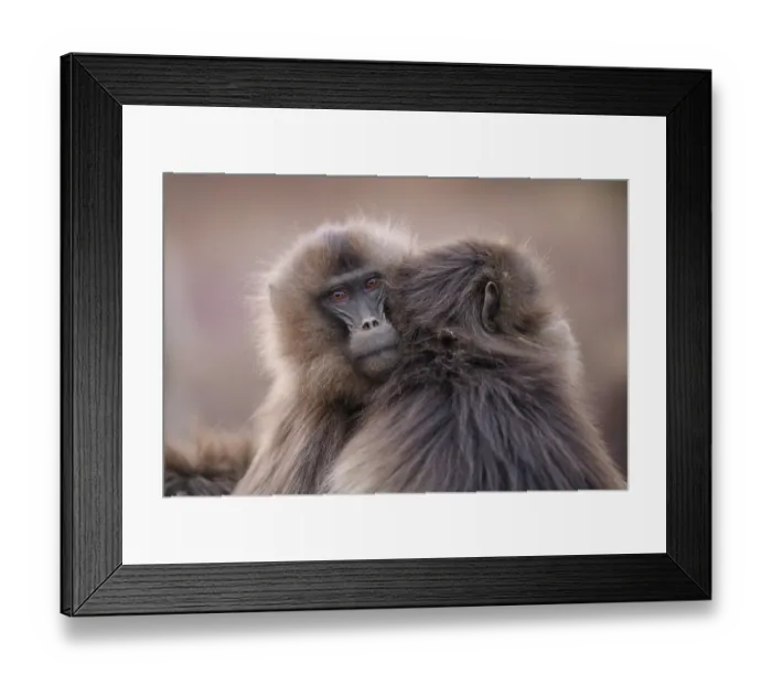 Framed Print : Two Gelada baboon (Theropithecus gelada) females huddling together at dusk, Simien Mountains National Park, Ethiopia Framed Print : Two Gelada baboon (Theropithecus gelada) females huddling together at dusk, Simien Mountains National Park, Ethiopia