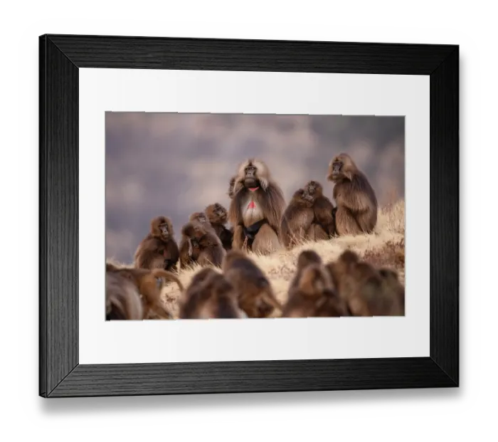 Framed Print : Gelada baboons (Theropithecus gelada) family group sitting on clifftop, Simien Mountains National Park, Ethiopia