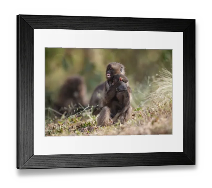 Framed Print : Gelada baboon (Theropithecus gelada) juvenile, baring its teeth and holding an infant taken from its mother, Simien Mountains National Park, Ethiopia Framed Print : Gelada baboon (Theropithecus gelada) juvenile, baring its teeth and holding an infant taken from its mother, Simien Mountains National Park, Ethiopia