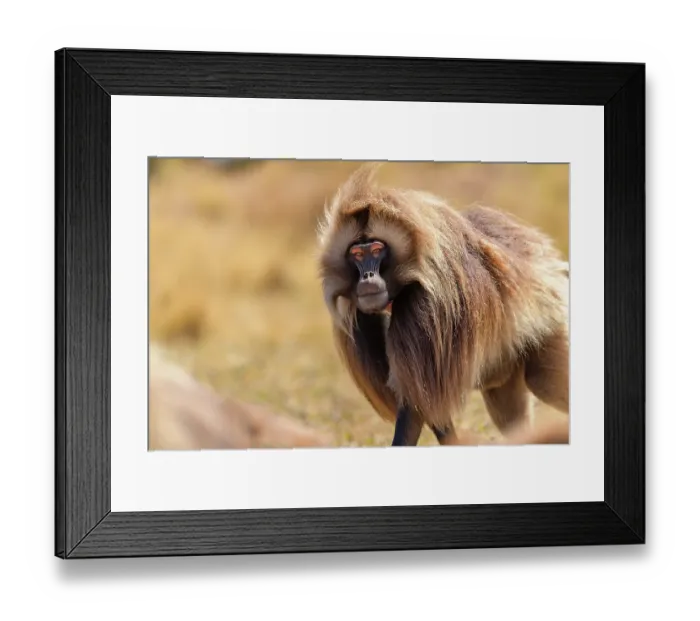 Framed Print : RF - Gelada baboon (Theropithecus gelada) male, walking through grassland, Guassa Community Conservation Area, Ethiopia Framed Print : RF - Gelada baboon (Theropithecus gelada) male, walking through grassland, Guassa Community Conservation Area, Ethiopia