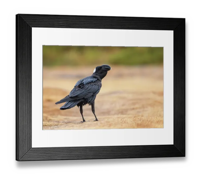 Framed Print : RF - Thick-billed raven (Corvus crassirostris) portrait, Guassa Community Conservation Area, Ethiopia. (This image may be licensed either as rights managed or royalty free.) Framed Print : RF - Thick-billed raven (Corvus crassirostris) portrait, Guassa Community Conservation Area, Ethiopia. (This image may be licensed either as rights managed or royalty free.)