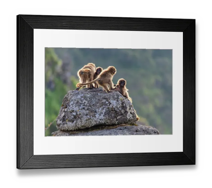 Framed Print : RF - Group of Gelada baboon (Theropithecus gelada) juveniles playing on a rock, Simien Mountains, Ethiopia. (This image may be licensed either as rights managed or royalty free.)