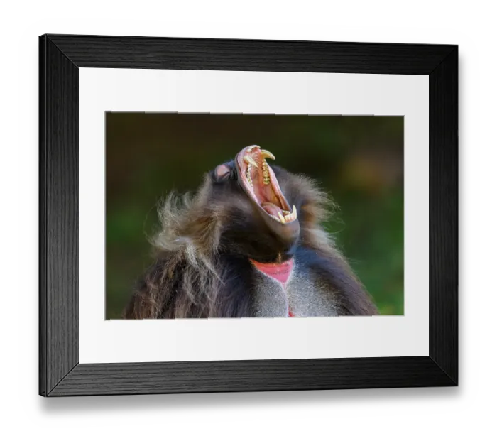 Framed Print : RF - Gelada baboon (Theropithecus gelada) male, yawning, Guassa Community Conservation Area, Ethiopia. (This image may be licensed either as rights managed or royalty free.) Framed Print : RF - Gelada baboon (Theropithecus gelada) male, yawning, Guassa Community Conservation Area, Ethiopia. (This image may be licensed either as rights managed or royalty free.)