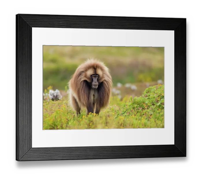 Framed Print : RF - Gelada baboon (Theropithecus gelada) male walking through mountain grassland, Guassa Community Conservation Area, Ethiopia Framed Print : RF - Gelada baboon (Theropithecus gelada) male walking through mountain grassland, Guassa Community Conservation Area, Ethiopia