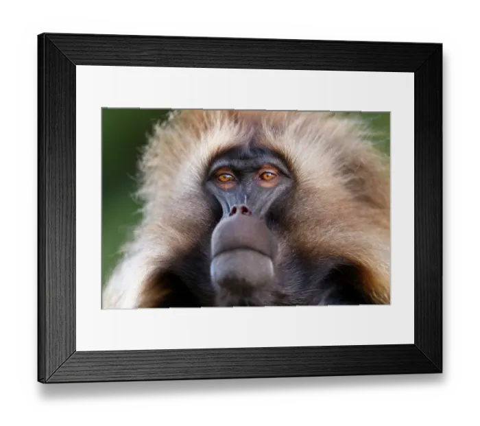 Framed Print : RF - Gelada baboon (Theropithecus gelada) male, head portrait, Guassa Community Conservation Area, Ethiopia. (This image may be licensed either as rights managed or royalty free.) Framed Print : RF - Gelada baboon (Theropithecus gelada) male, head portrait, Guassa Community Conservation Area, Ethiopia. (This image may be licensed either as rights managed or royalty free.)