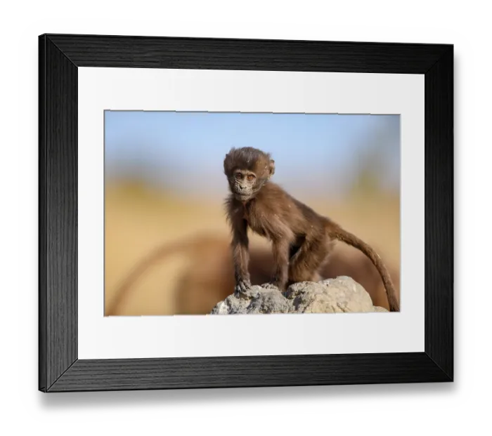 Framed Print : RF - Gelada baboon (Theropithecus gelada) infant standing on a rock, Simien Mountains, Ethiopia. (This image may be licensed either as rights managed or royalty free.) Framed Print : RF - Gelada baboon (Theropithecus gelada) infant standing on a rock, Simien Mountains, Ethiopia. (This image may be licensed either as rights managed or royalty free.)