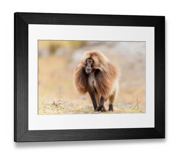 Framed Print : RF - Gelada baboon (Theropithecus gelada) male, walking across grassland, Guassa Community Conservation Area, Ethiopia Framed Print : RF - Gelada baboon (Theropithecus gelada) male, walking across grassland, Guassa Community Conservation Area, Ethiopia