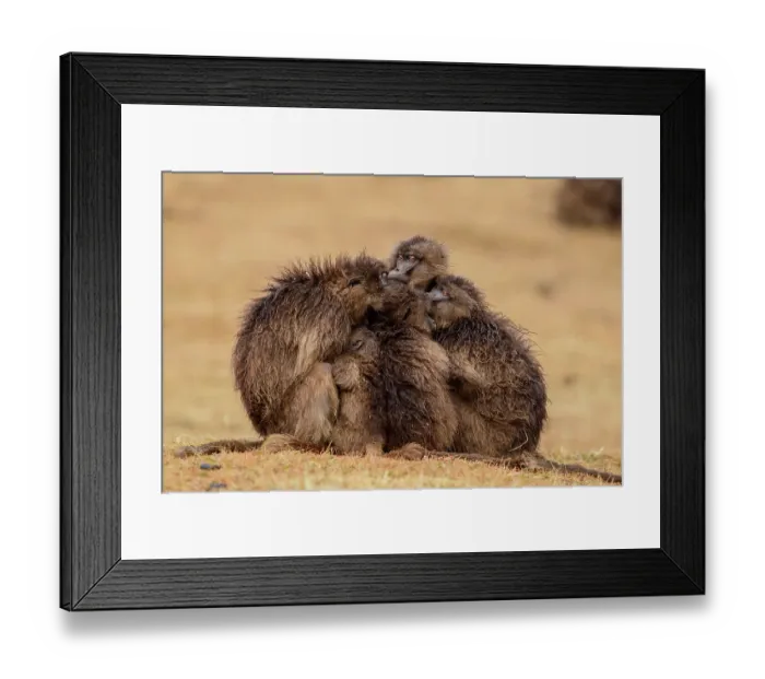 Framed Print : RF - Gelada baboon (Theropithecus gelada) females huddling together in the rain, Simien Mountains National Park Framed Print : RF - Gelada baboon (Theropithecus gelada) females huddling together in the rain, Simien Mountains National Park
