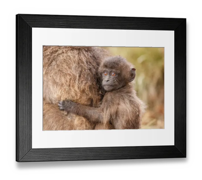 Framed Print : Gelada baboon (Theropithecus gelada) infant clinging on to its mother in the rain, Simien Mountains National Park, Ethiopia